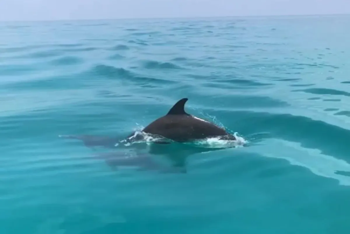 fareharbor-keywestpromotions|283952-540807