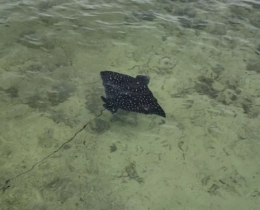 fareharbor-keywestpromotions|283952-656942