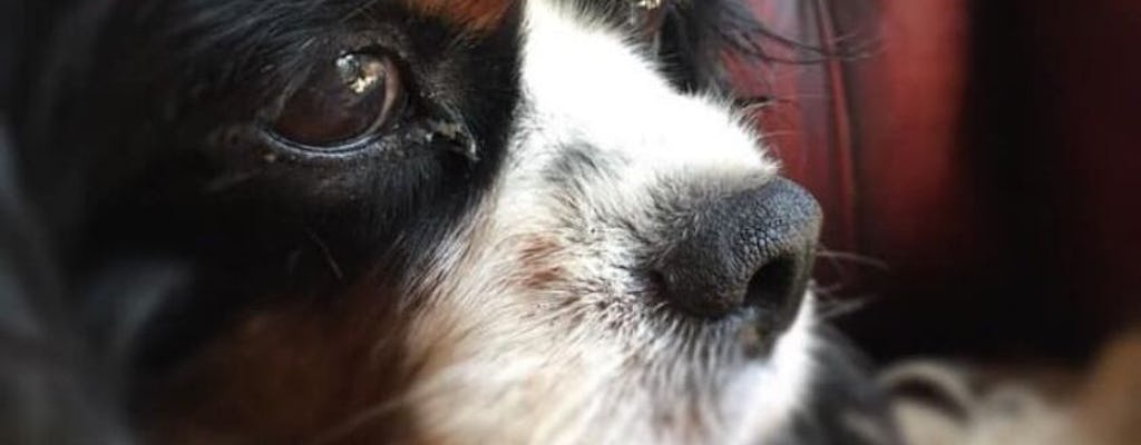 Passeio com cães em Savannah