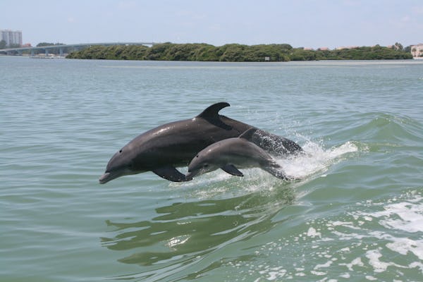 Aventura con delfines en Clearwater Beach