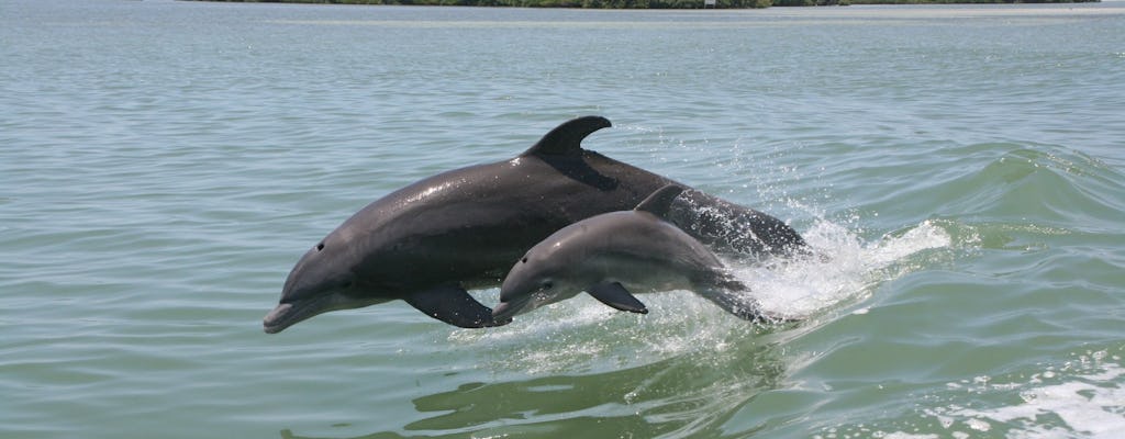 Delfinabenteuer in Clearwater Beach