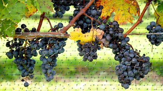 Duneland Wine Trail tour from Chicago