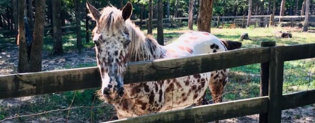 Farm Friends Walking Tour in Charlotte