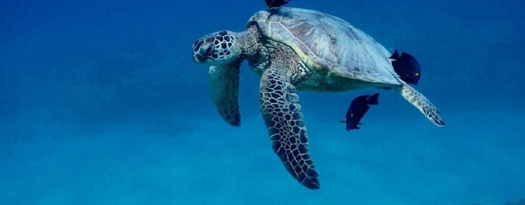 Passeio de catamarã e experiência de mergulho com tartarugas