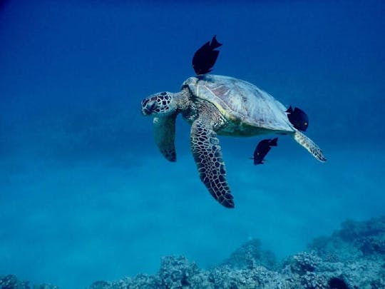Tour en catamarán y experiencia de snorkel con tortugas.