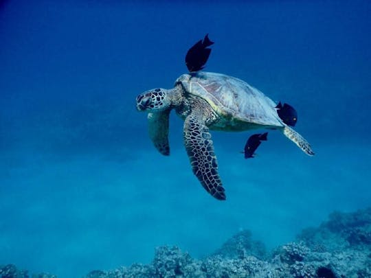 Catamaran tour and turtle snorkeling experience