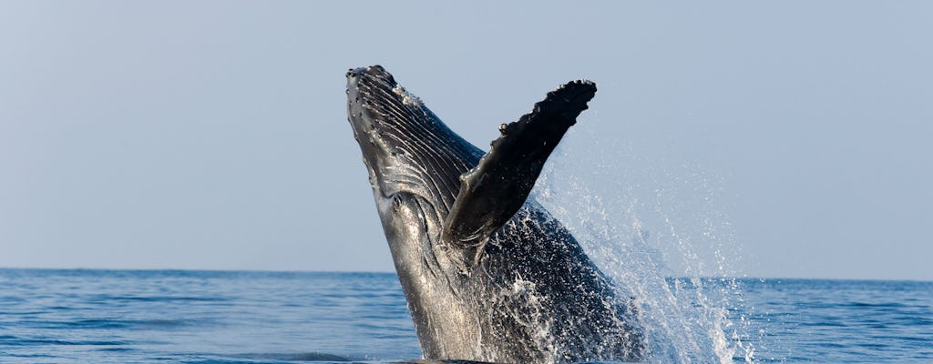 Morning Whale Watch & Breakfast from San Diego