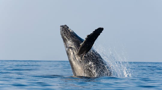 Утреннее наблюдение за китами и завтрак из Сан-Диего