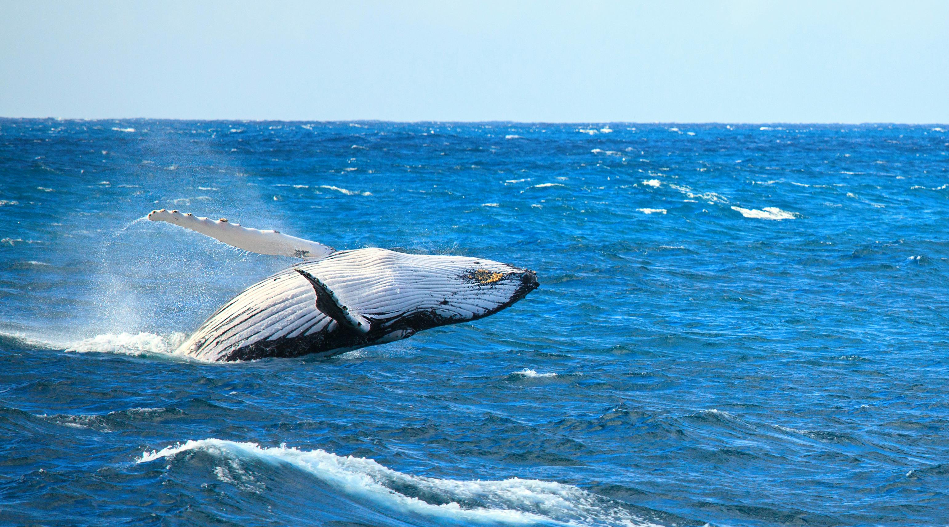 Safari matinal de observação de baleias saindo de San Diego