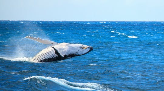 Poranne safari z obserwacją wielorybów z San Diego