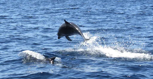 peek-AUCX6Rl3S2WITSjcEuEC