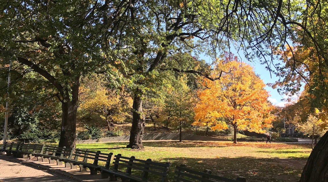 Mount Morris Park Historic Walking Tour with Lunch musement
