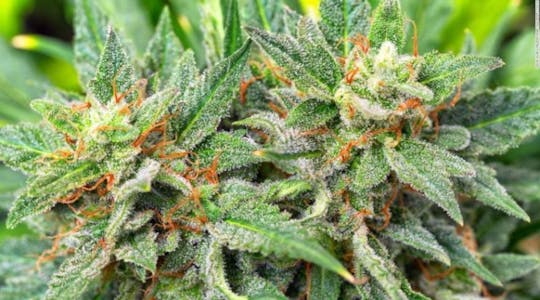Seattle private cannabis, coffee and dessert tour
