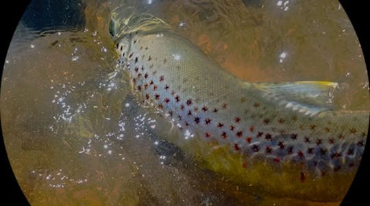 Full Day Wade Fishing in Santa Fe