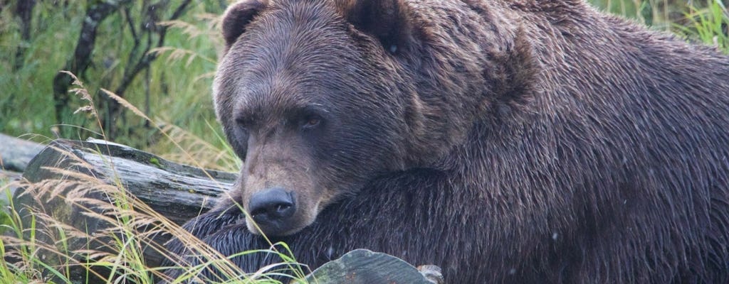 Visite du centre de conservation de la faune de l'Alaska