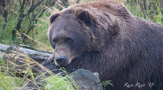 Excursão ao Centro de Conservação da Vida Selvagem no Alasca