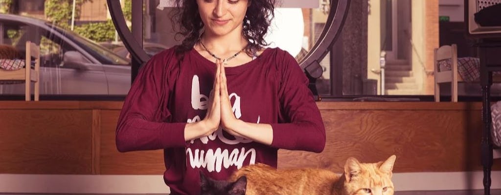 Yoga with Cats in Milwaukee