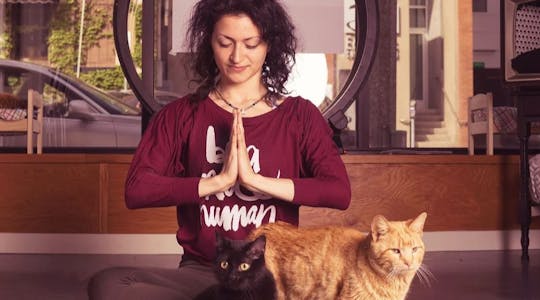 Yoga met katten in Milwaukee