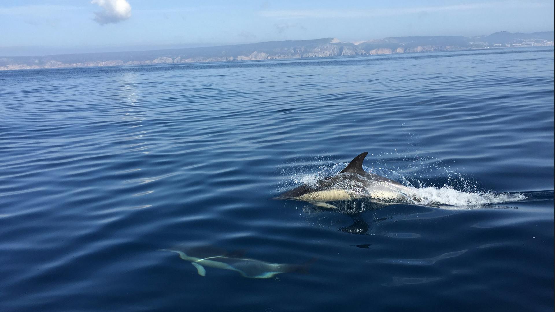 Avistamiento de delfines en Sesimbra