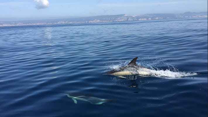 Observação de Golfinhos em Sesimbra