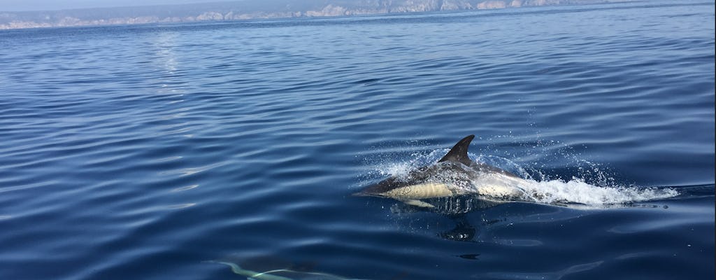 Avistamiento de delfines en Sesimbra