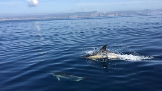 Osservazione dei delfini a Sesimbra