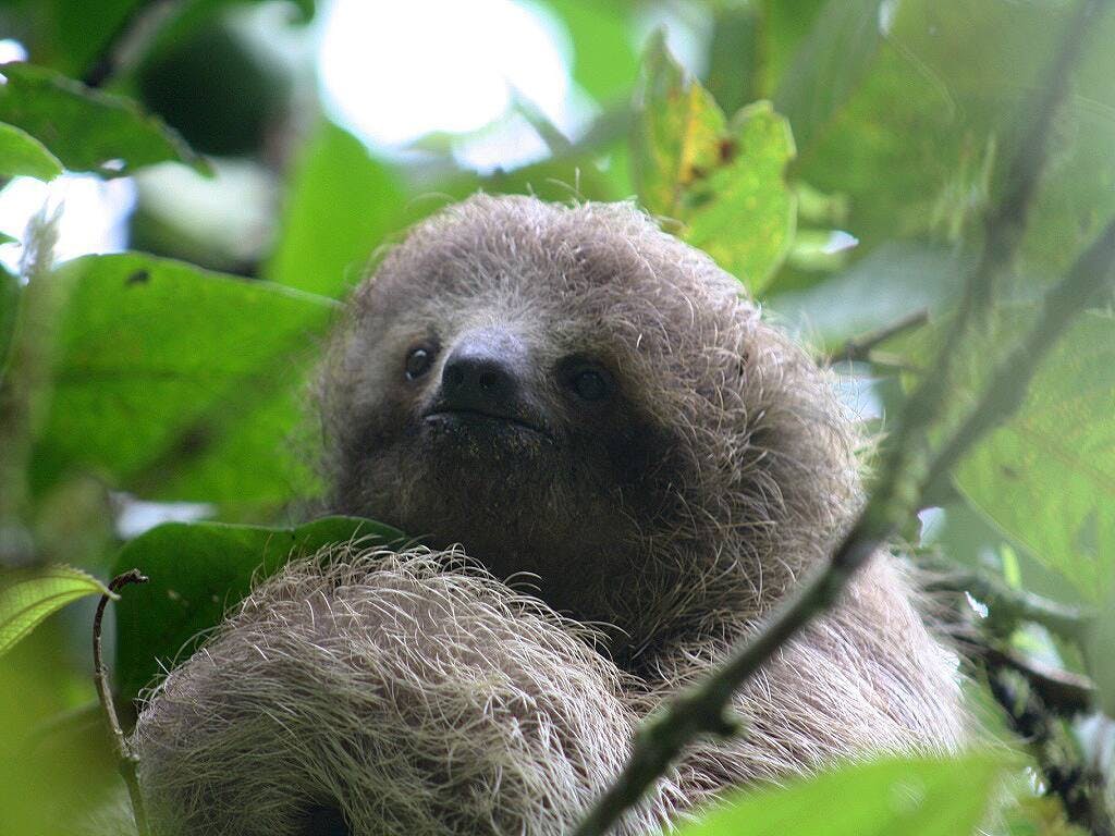 Tenorio Volcano National Park Hiking Tour with Sloth Encounter