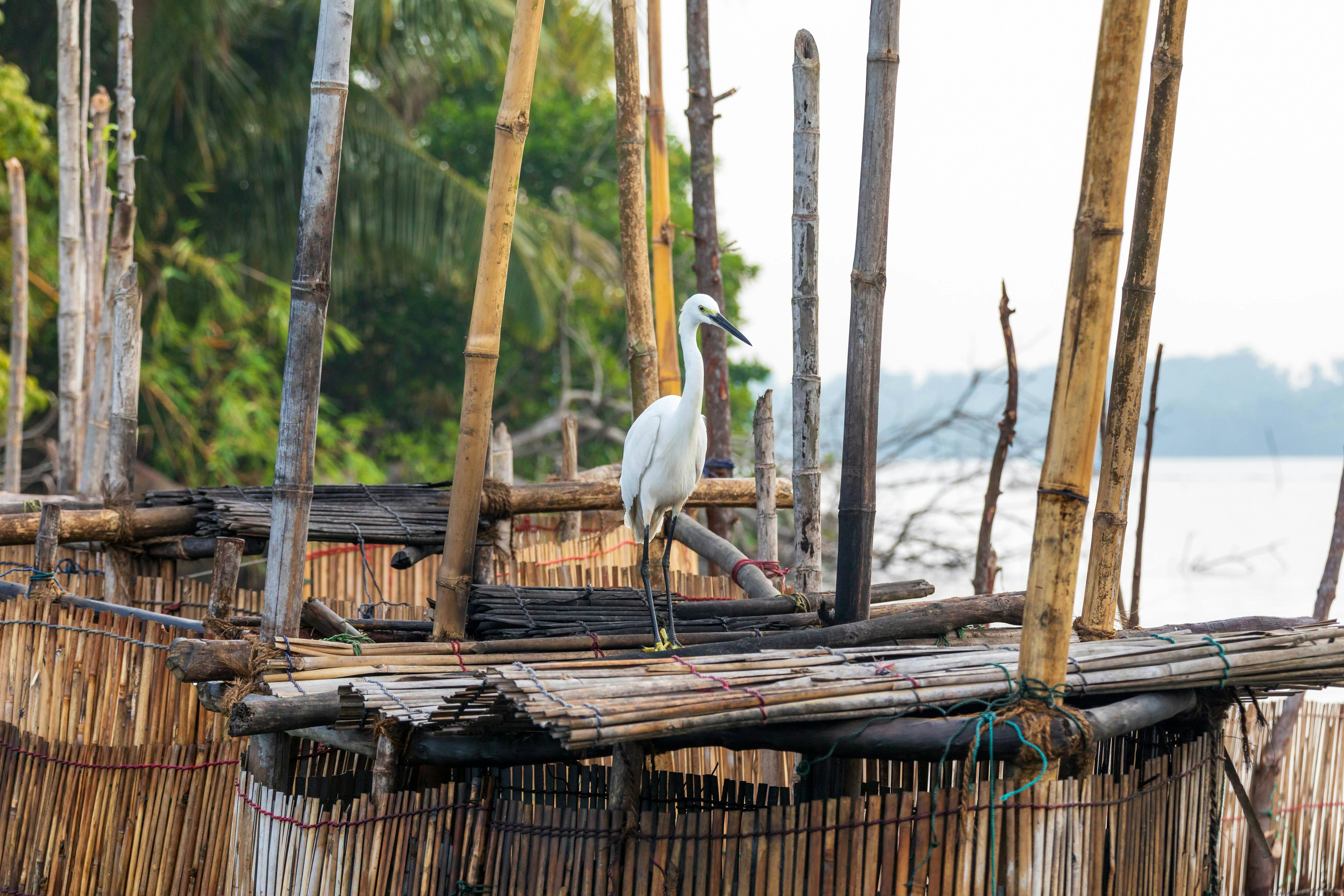 Madu River Boat Ride and Galle City tour