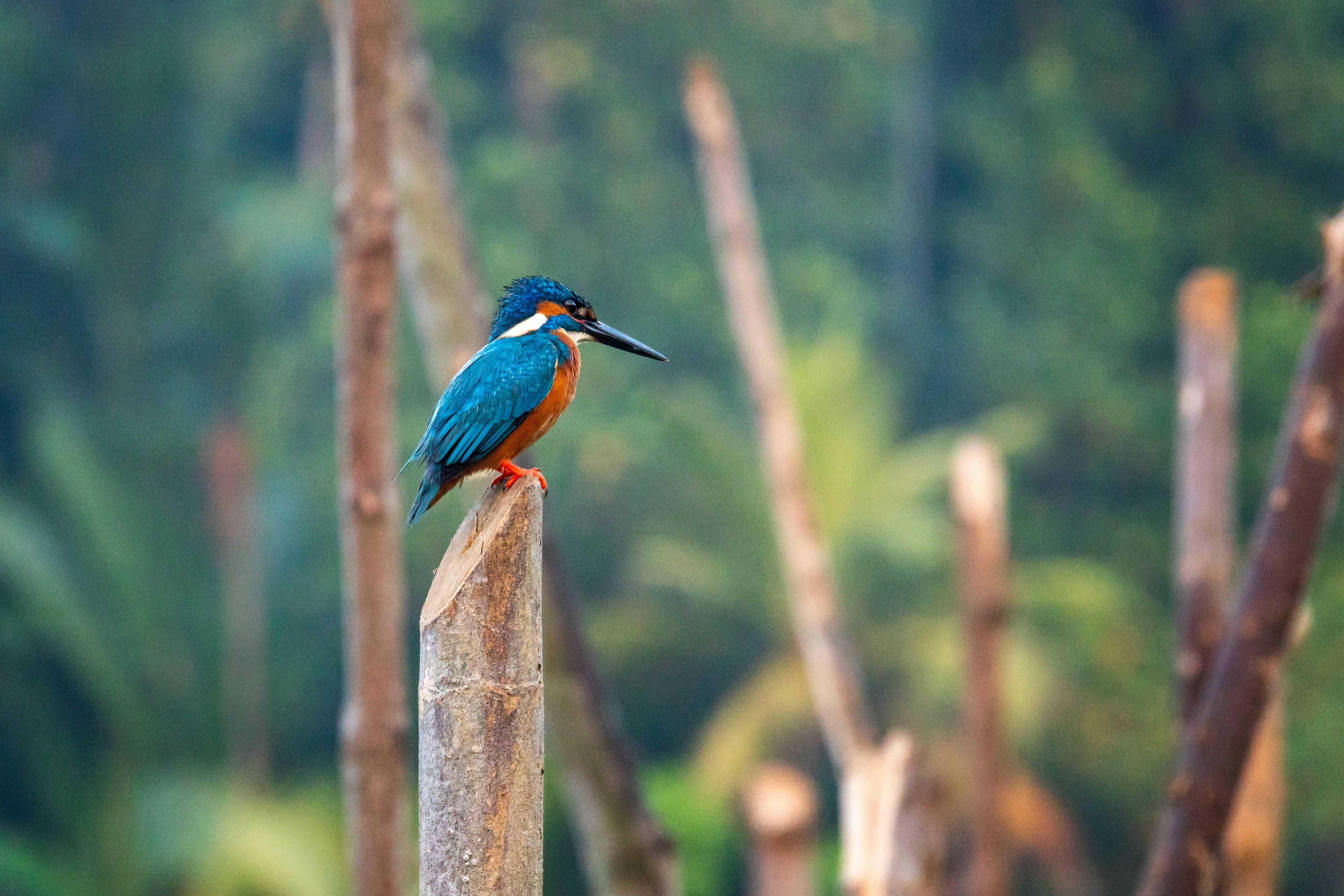 Madu River Boat Ride and Galle City tour