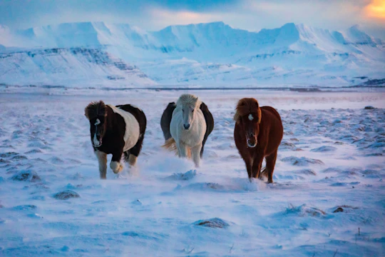 Musement Icelandic horse tour