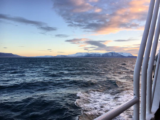 Musement Reykjavik whale-watching tour
