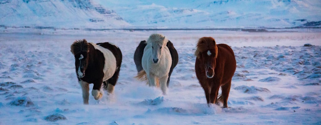 Tour a cavallo islandese TUI