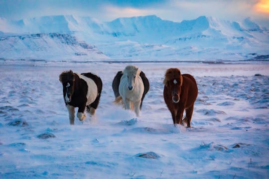 Excursión a caballo de TUI Islandia
