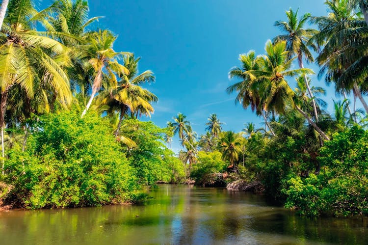 Negombo Dutch Canal Boat Cruise