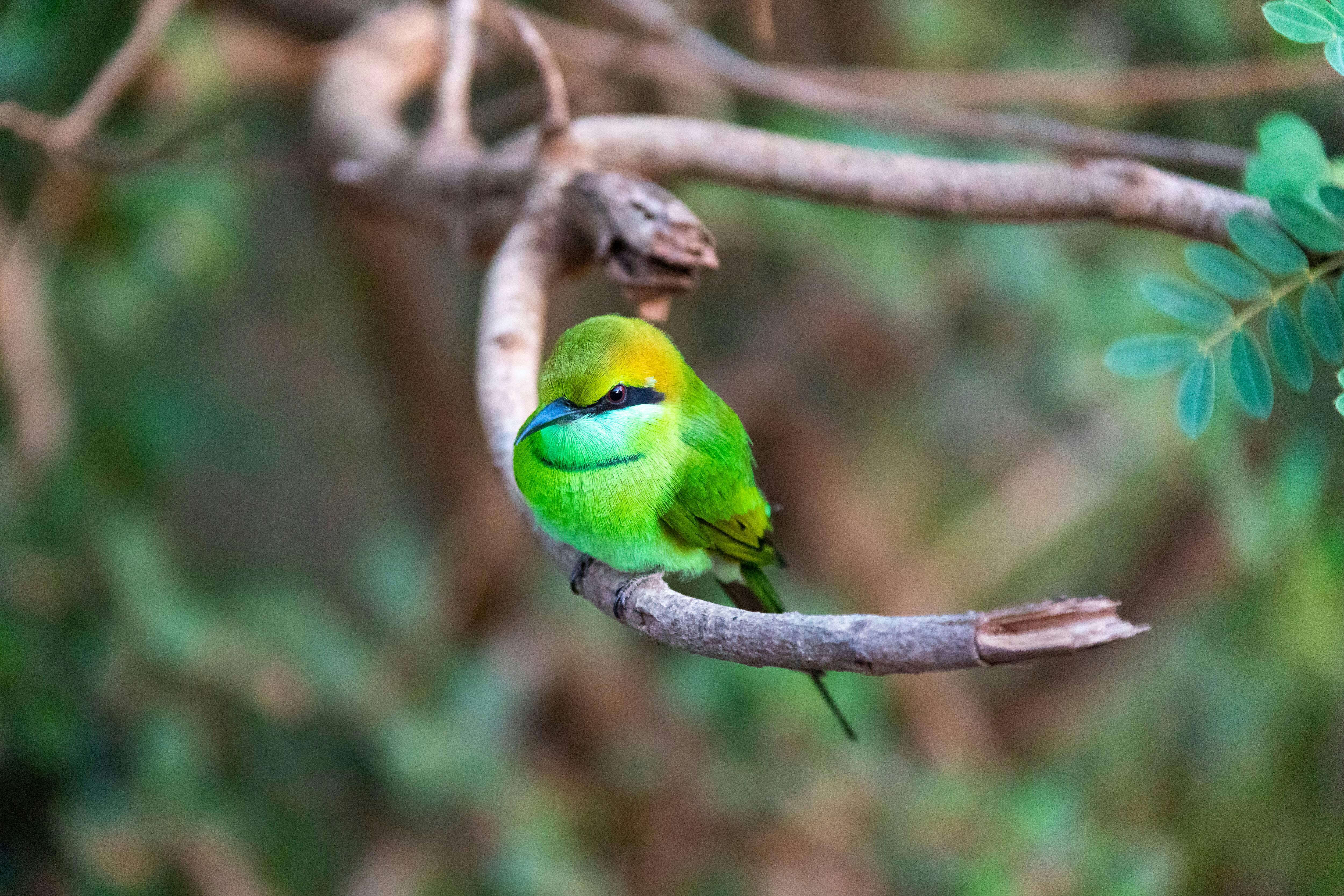 Minneriya National Park Wildlife Safari