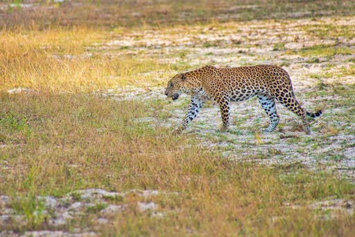 Wilpattu National Park Lakes and Wildlife Safari