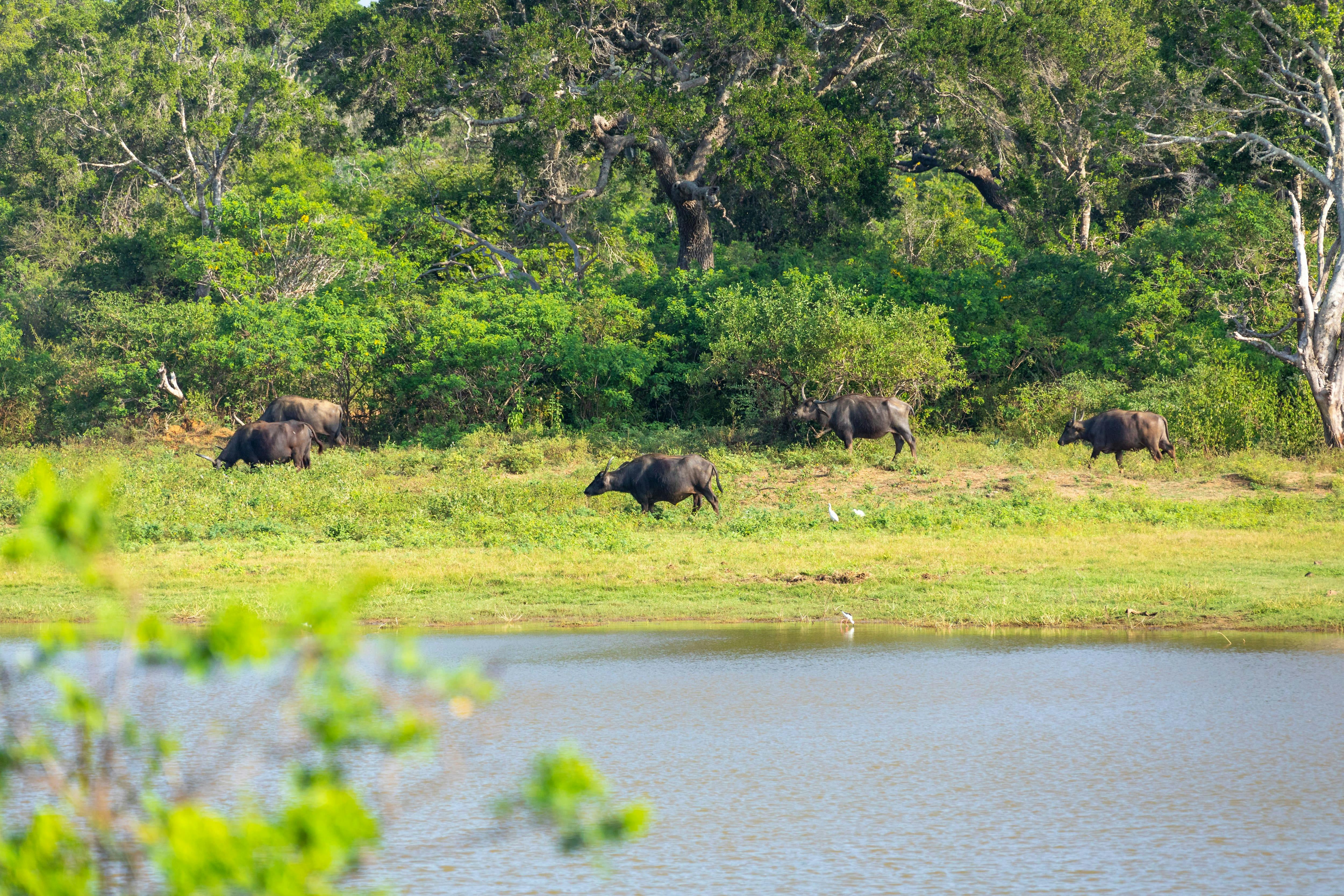 Safari i Wilpattu nationalpark