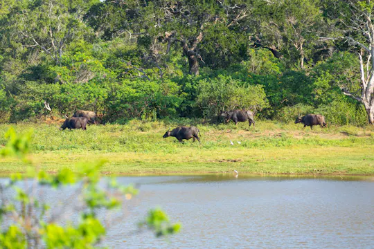 Safari med sjöar och vilda djur i Wilpattu nationalpark