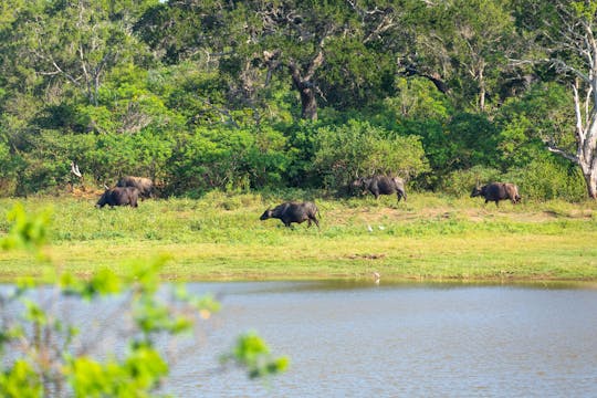 Safari i Wilpattu nationalpark