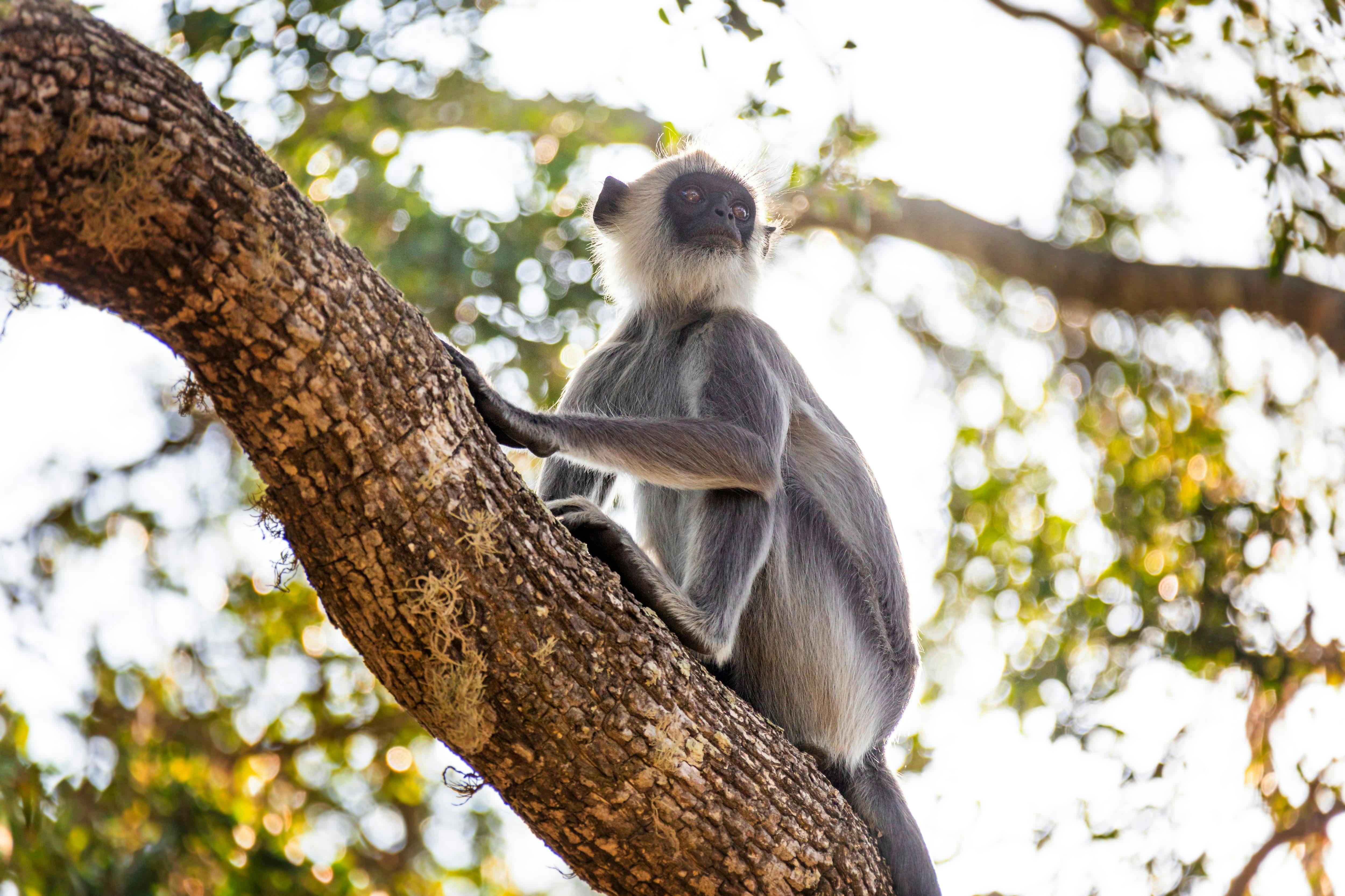 Wilpattu National Park Lakes and Wildlife Safari