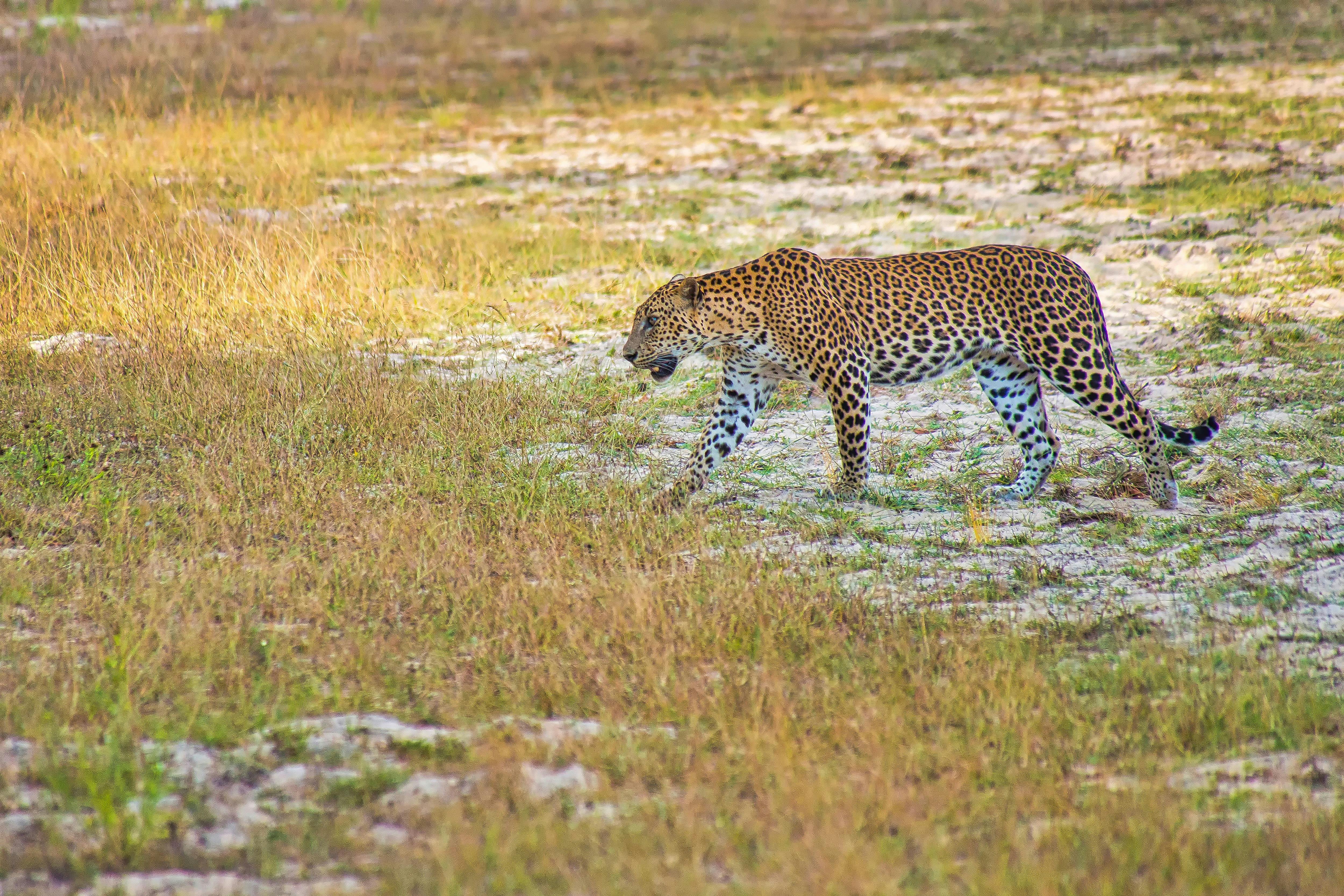 Wilpattu National Park Lakes and Wildlife Safari