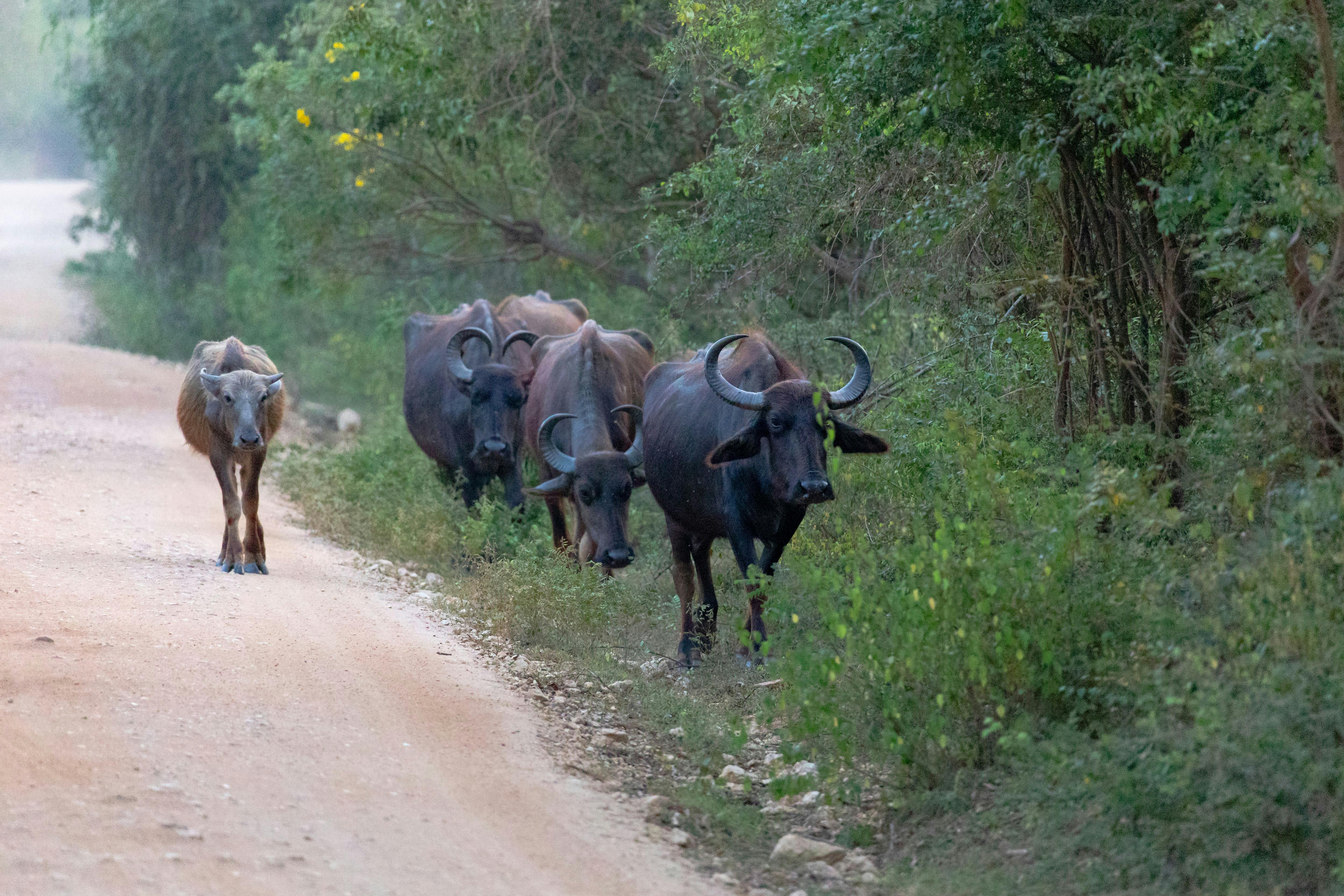 Wilpattu National Park Lakes and Wildlife Safari