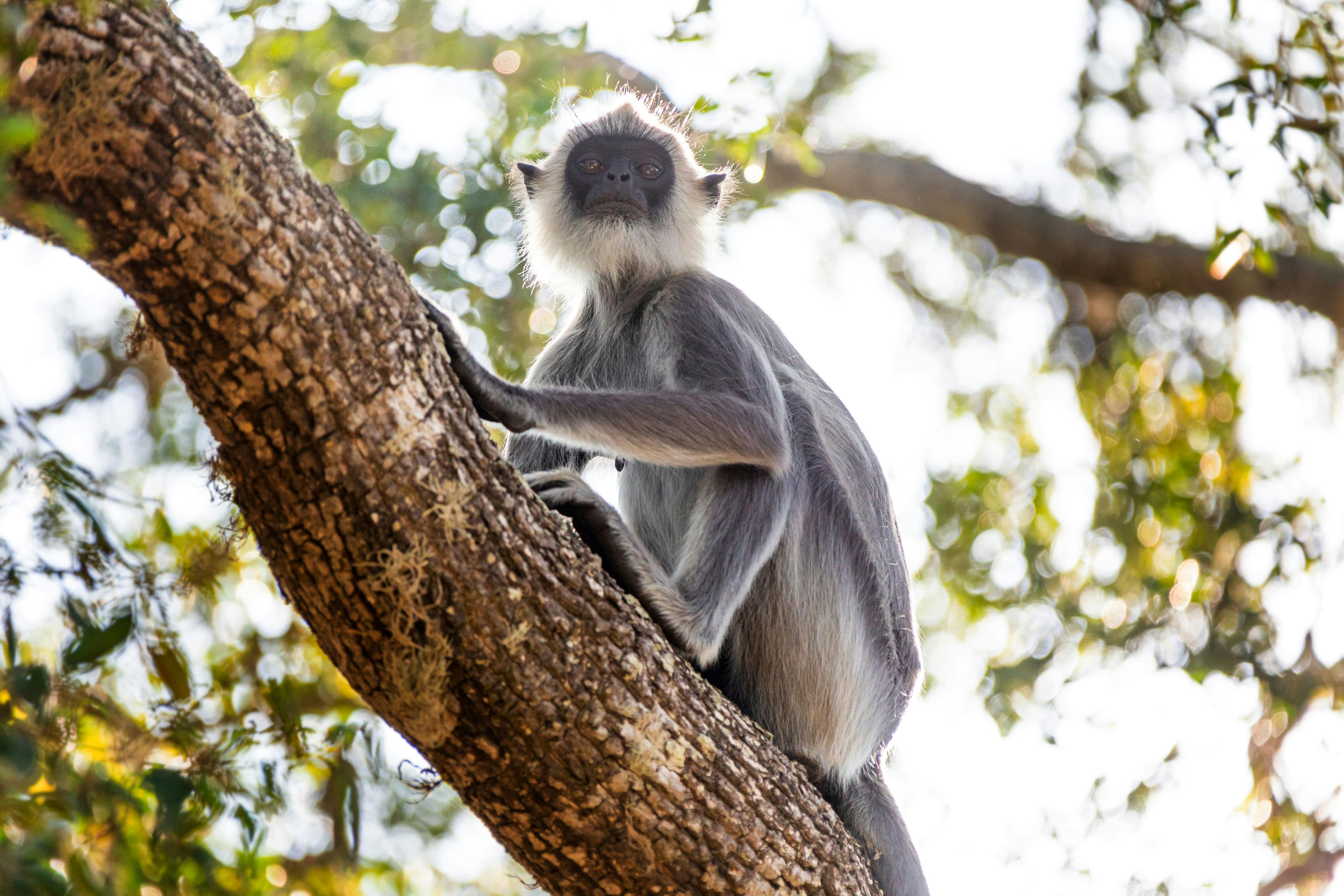 Wilpattu National Park Lakes and Wildlife Safari