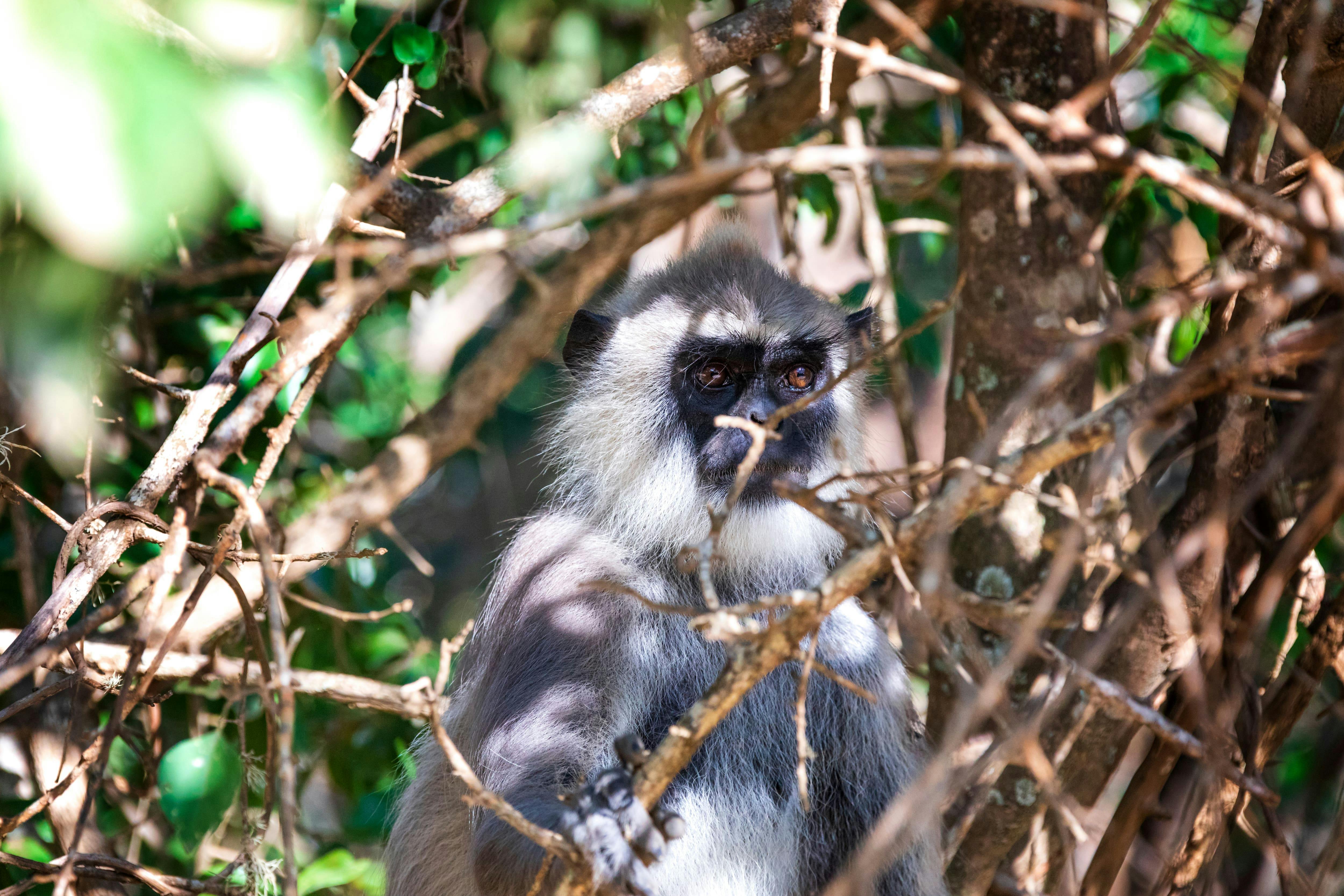 Wilpattu National Park Lakes and Wildlife Safari