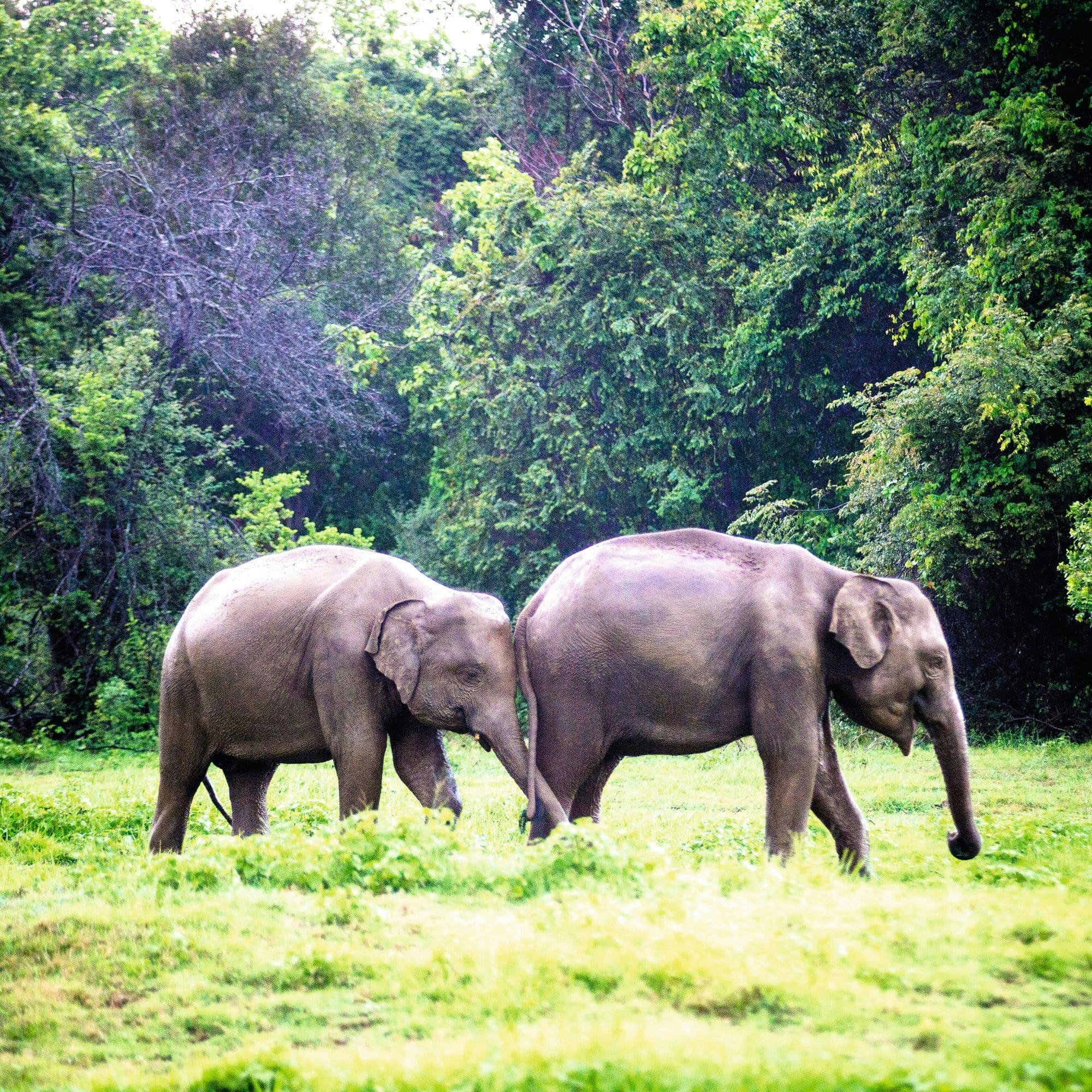 Safari i Minneriya nasjonalpark