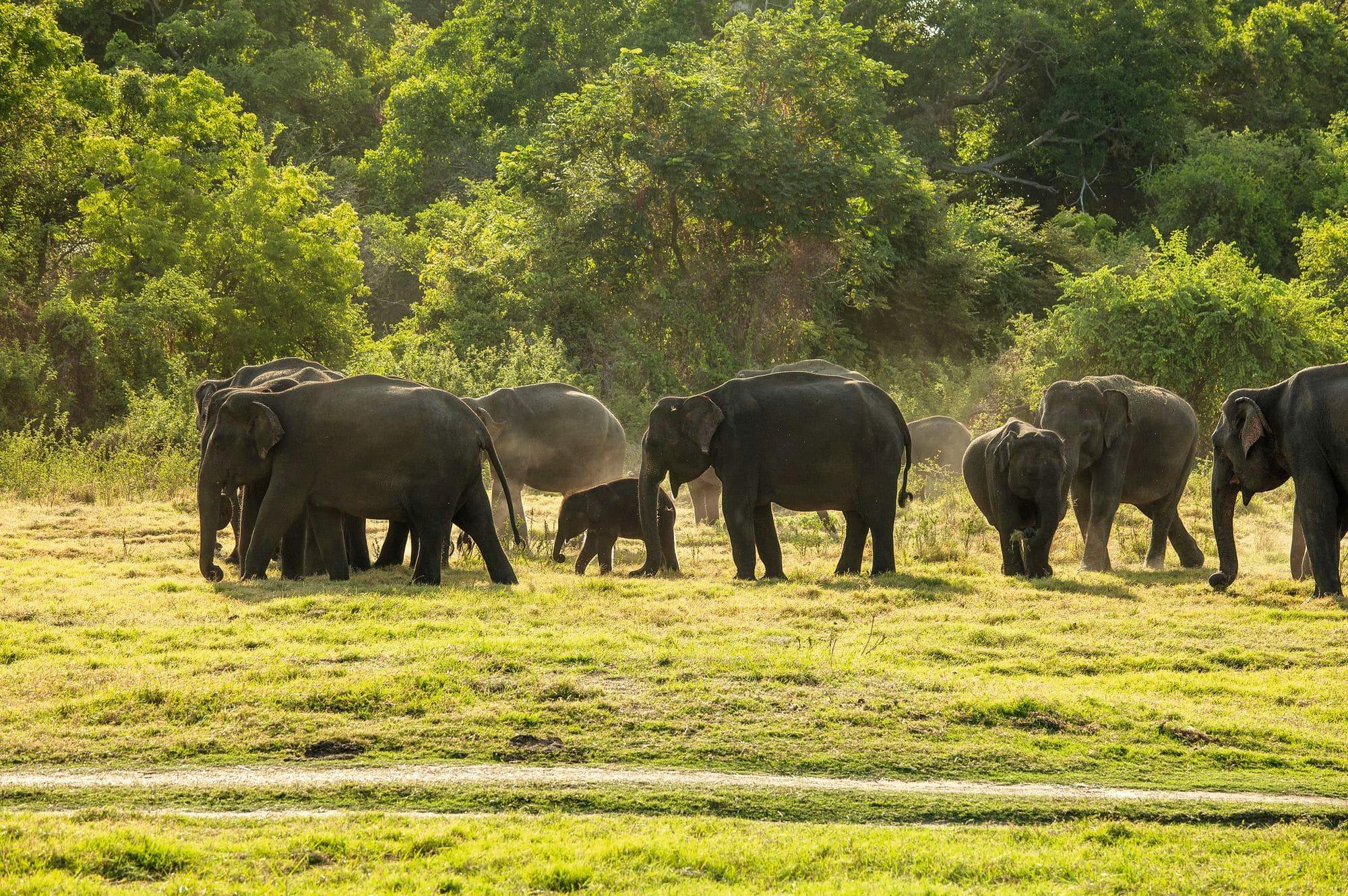 Minneriya National Park Wildlife Safari