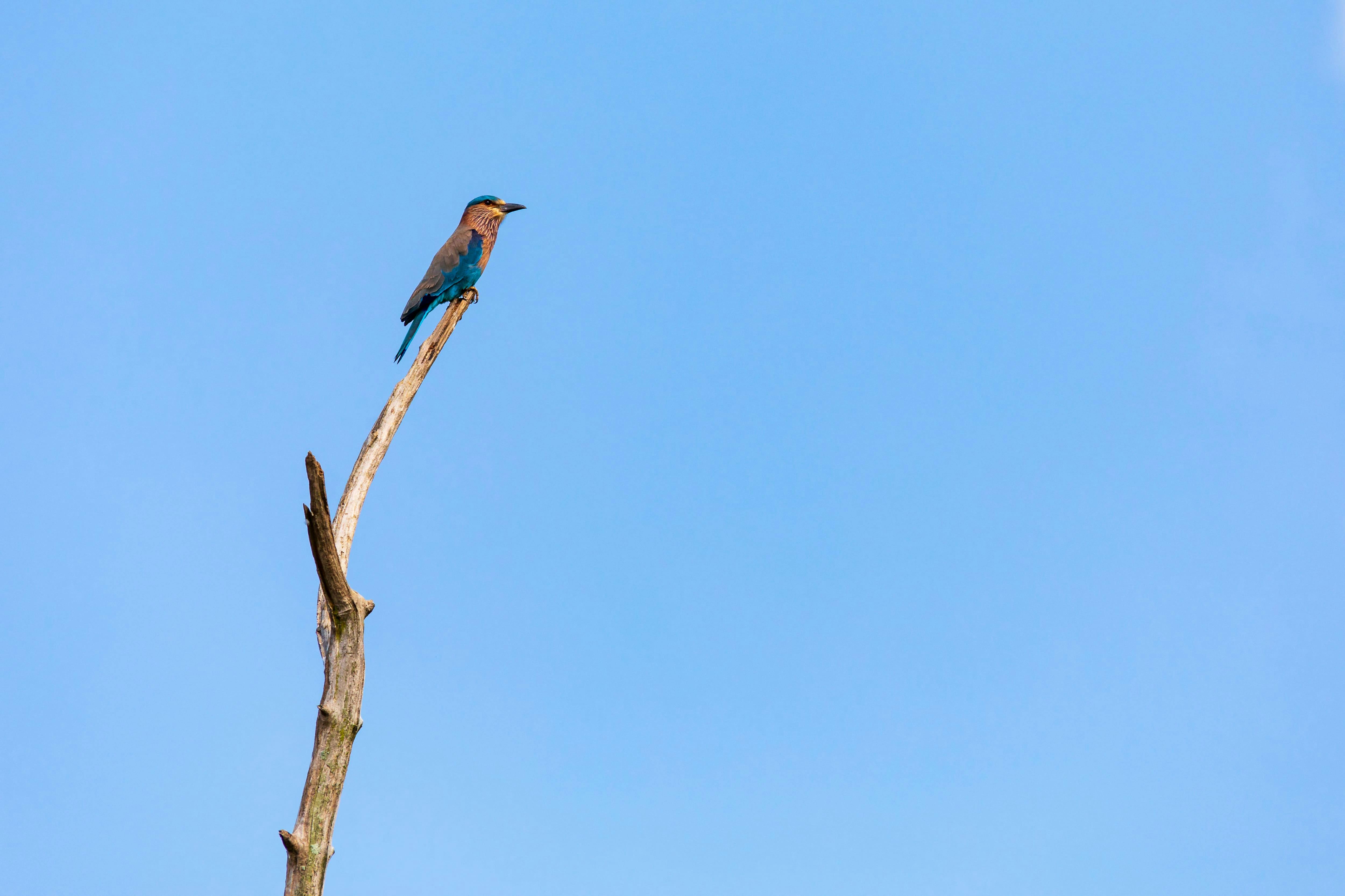 Minneriya National Park Wildlife Safari