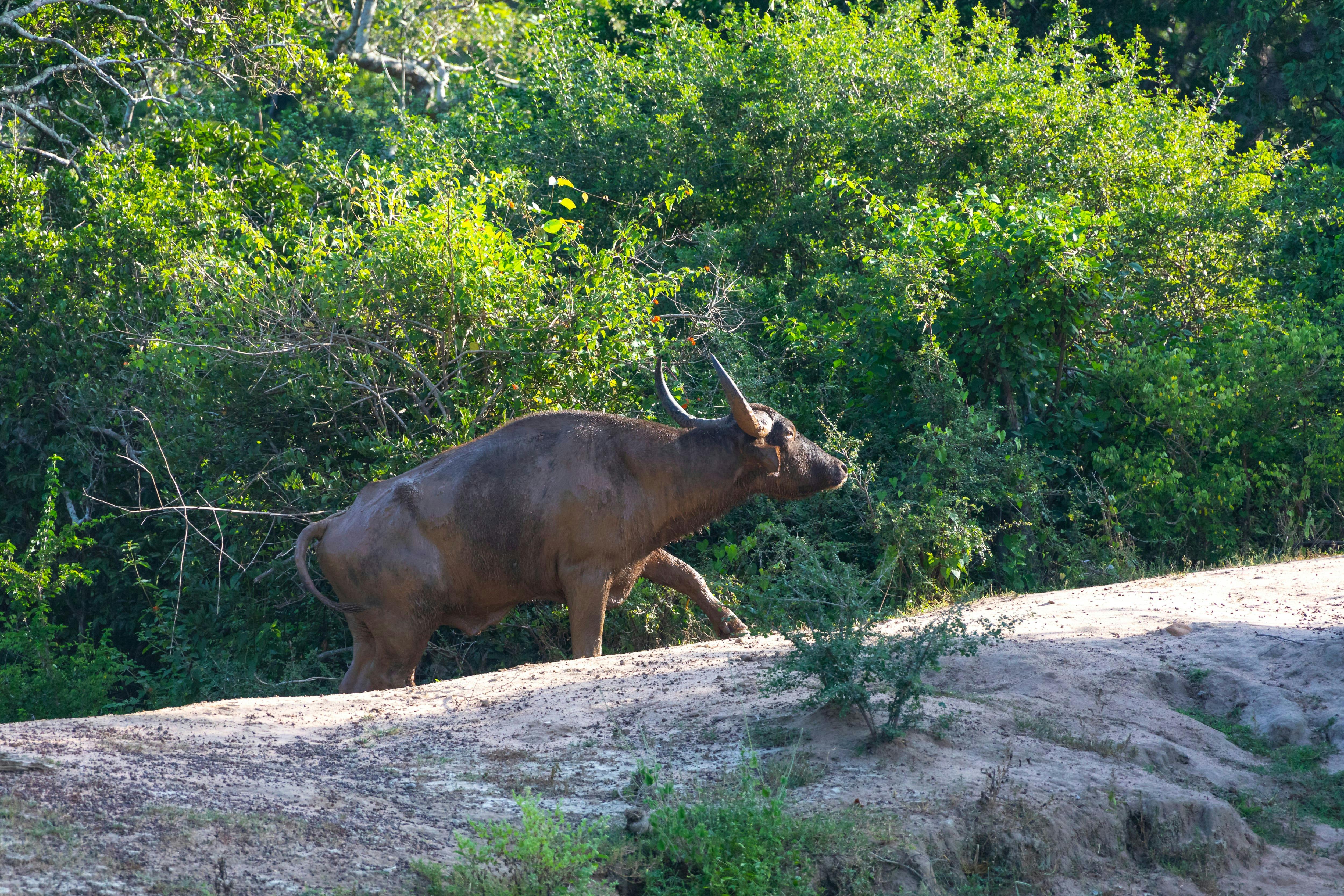 Wilpattu National Park Lakes and Wildlife Safari