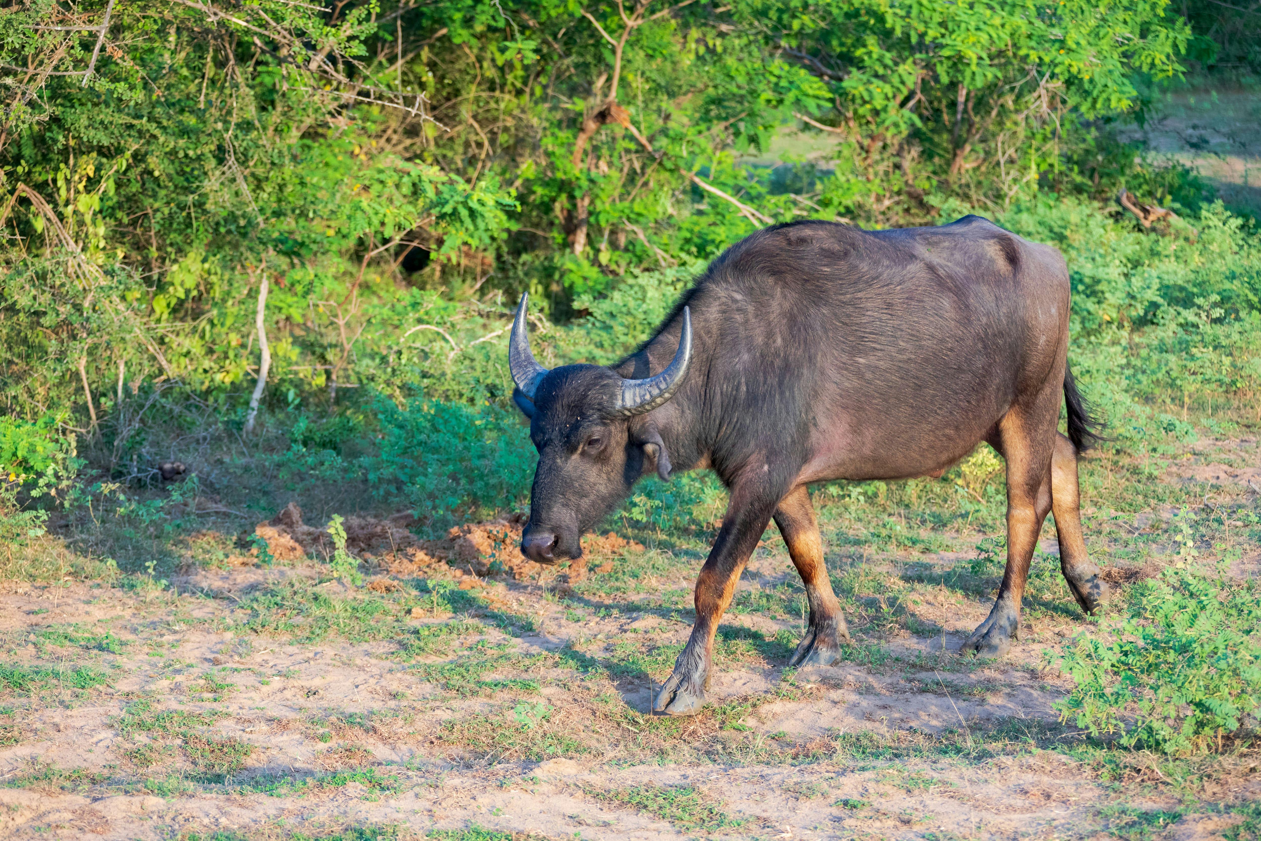 Wilpattu National Park Lakes and Wildlife Safari