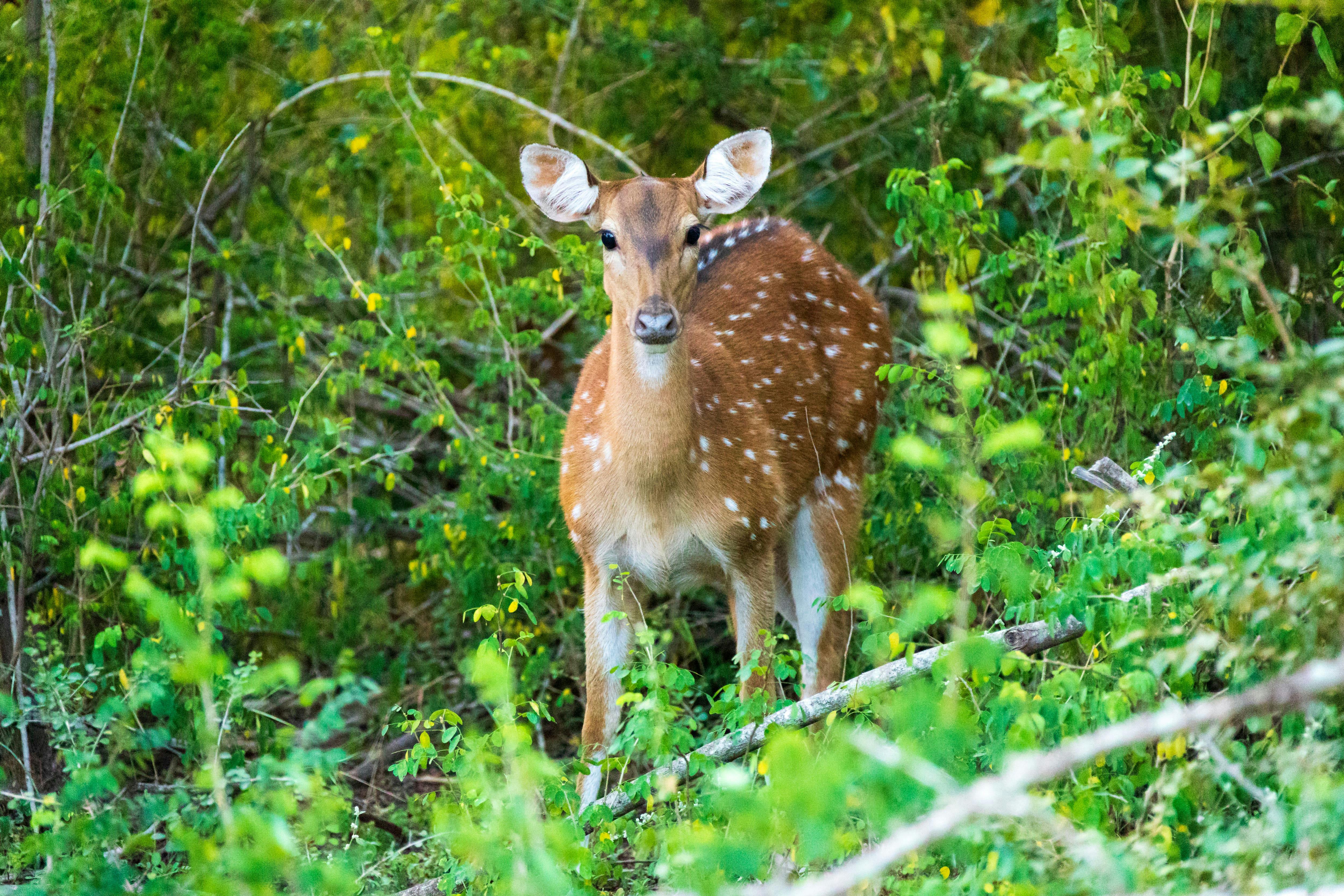 Wilpattu National Park Lakes and Wildlife Safari